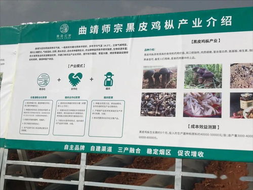 云南国发有机肥技术助力师宗烟草产业，推动土壤改良与环保发展